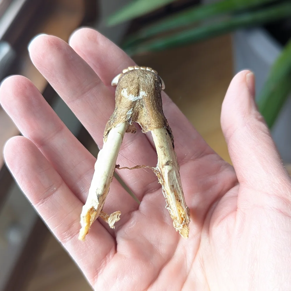 Lower Jawbone of Animal - Small, Possibly Raccoon, Oddity, Skeleton - Picture 9 of 12